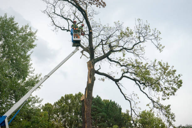 Best Tree Maintenance Programs  in Rocky Ford, CO