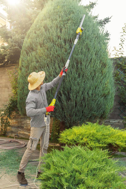 Best Stump Grinding and Removal  in Rocky Ford, CO