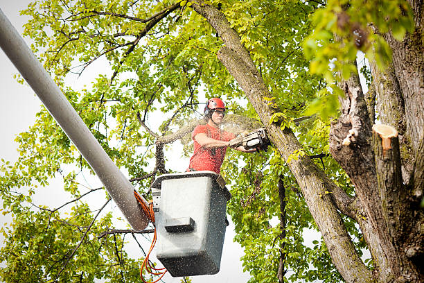  Rocky Ford, CO Tree Services Pros